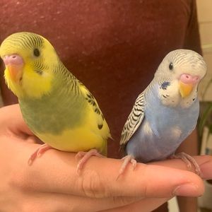 Meet your Posher, Rebecca